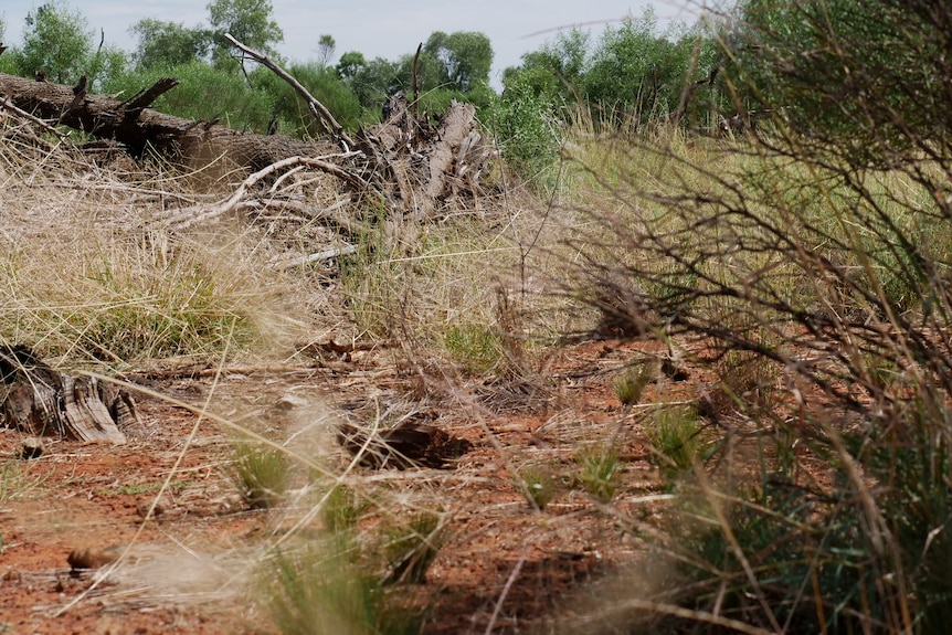 Red dirt can be seen through scrub with a decomposing tree in the background.