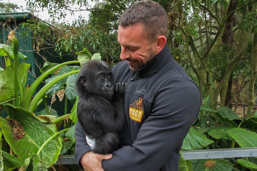 Hand-raised gorilla Kaius reunited with primate family at Mogo Wildlife  Park - ABC News