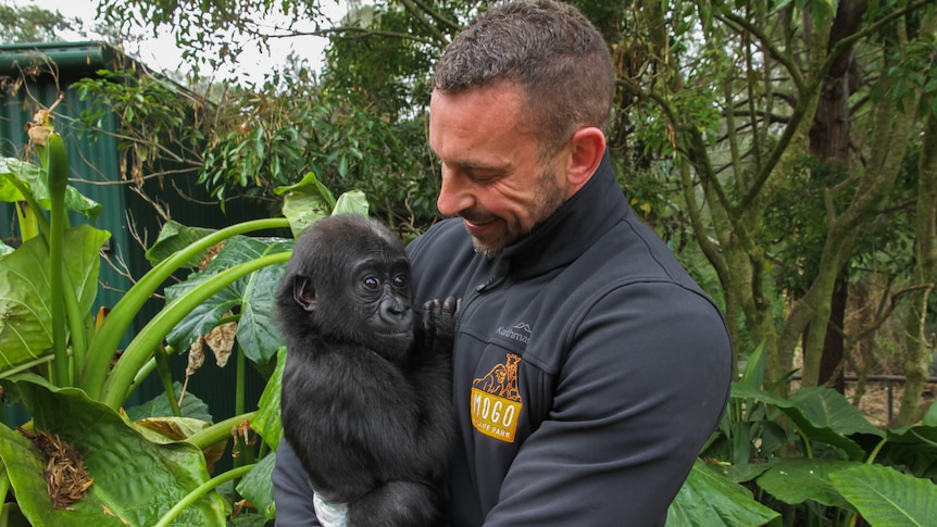 A man holds a baby gorilla in his arms.