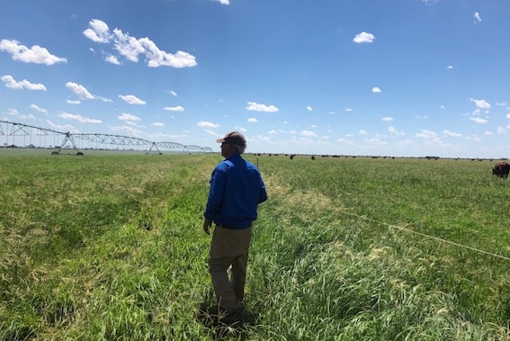 Irrigated fodder growing near Ti Tree