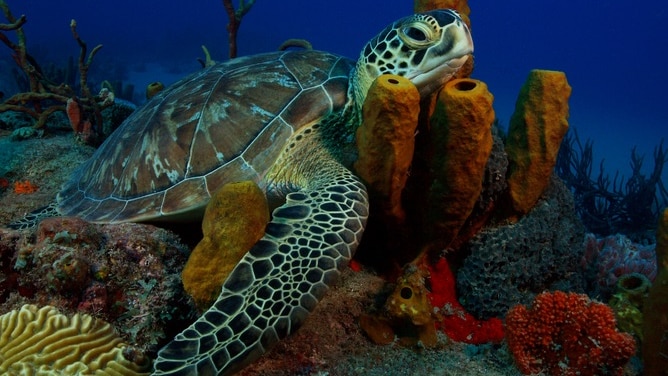 Green sea turtle