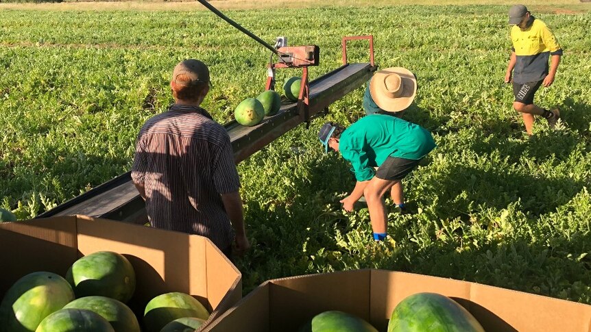 Year 12 school leavers loading picked water melons on farm near Chinchilla