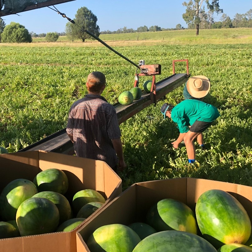 Year 12 school leavers loading picked water melons on farm near Chinchilla