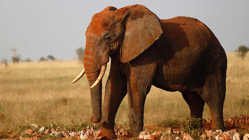 Tsavo National Park elephant