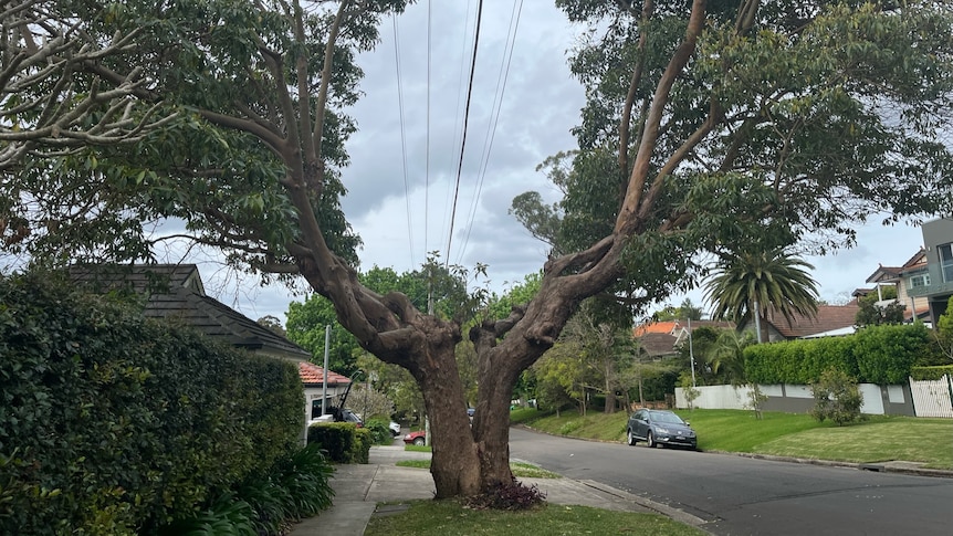 A tree trunk with a split down the middle and branches growing either side of powerlines.