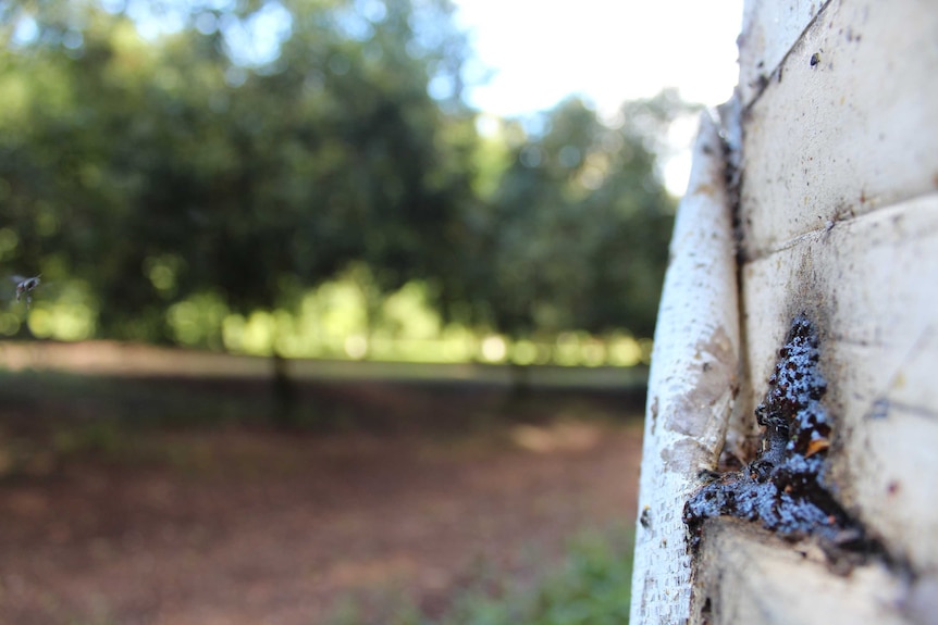 A native bee hive.