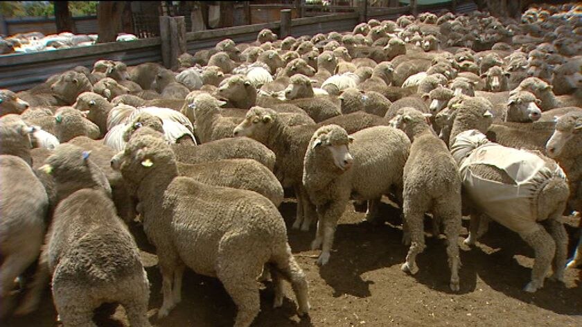 Australian Sheep