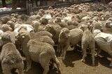 Generic TV still of a herd of sheep on property at Warwick in south-east Qld