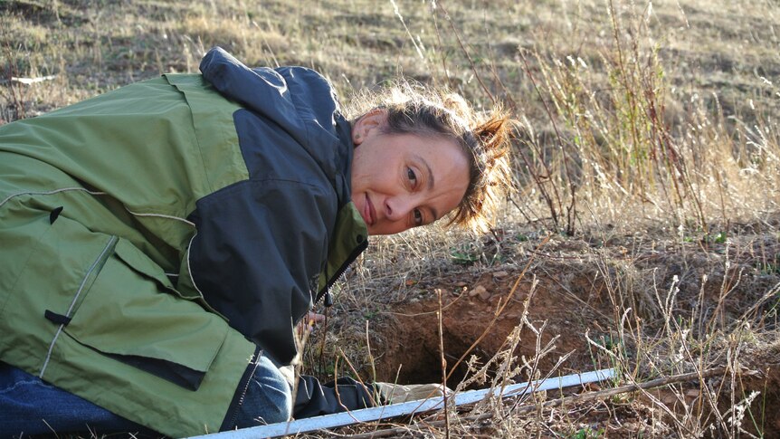 Dr Tarnya Cox checks a warren for deceased rabbits at a K5 release site in Orange, New South Wales.