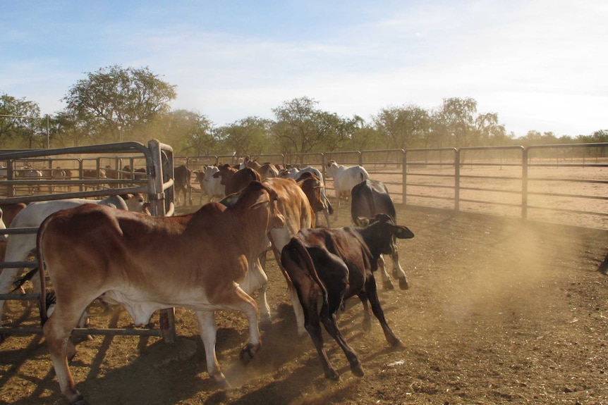 Brown and white cattle run through dusty yards