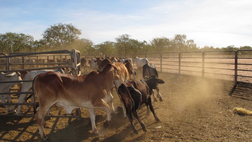 Brown and white cattle run through dusty yards