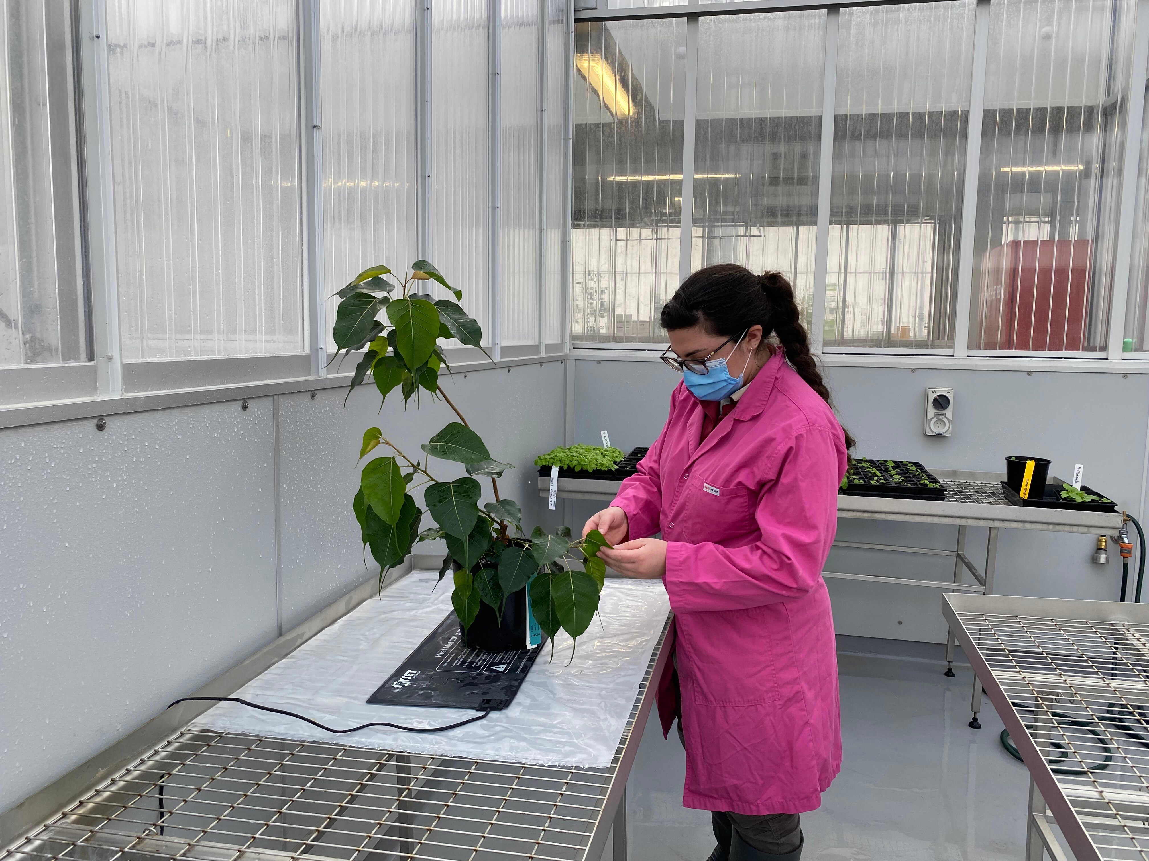 Bodhi tree, Buddhist, quarantine, biosecurity, laboratory 