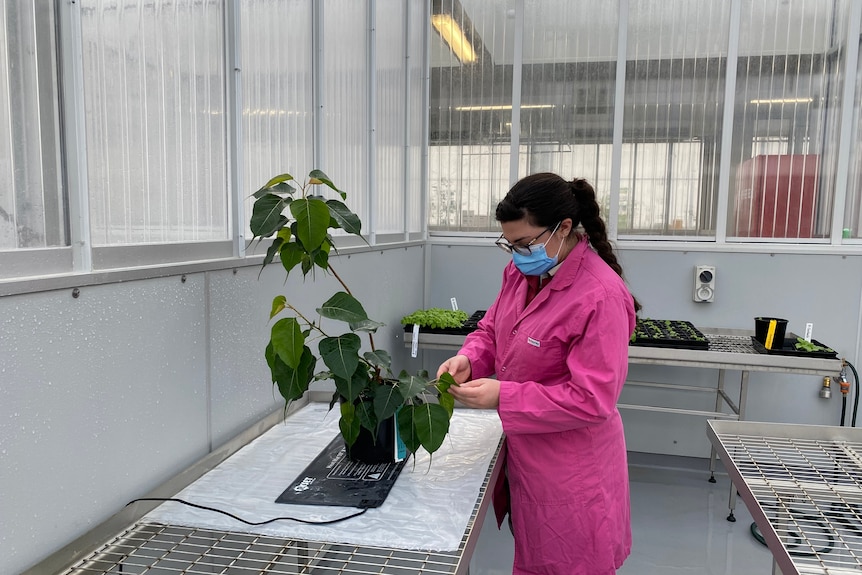 Bodhi tree, Buddhist, quarantine, biosecurity, laboratory 