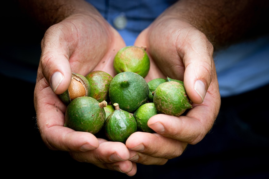 macadamias al carbón