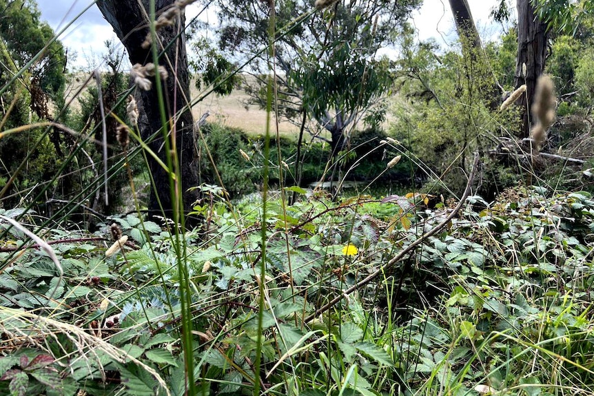 Luxuriant vegetation in western Victoria.
