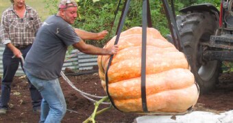 Men, with the aid of a tractor, lift a huge pumpkin from a garden.