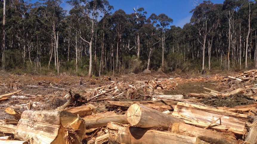 Coupe SO34A-Tyler's Hill in the southern forests logged
