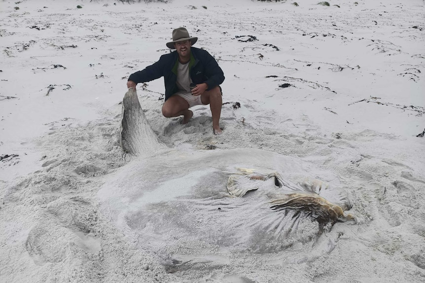 A man crouches on a beach holding the tail of an extremely large fish