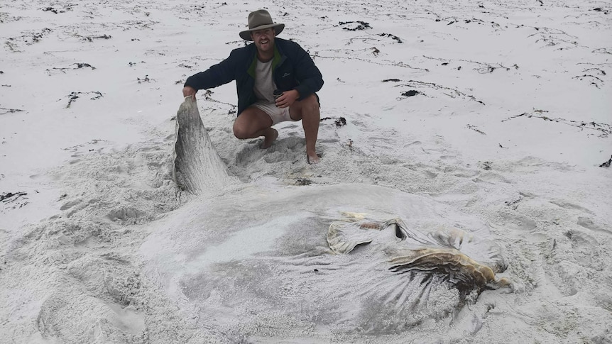 A man crouches on a beach holding the tail of an extremely large fish