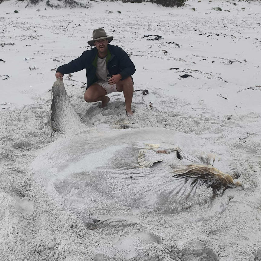A man crouches on a beach holding the tail of an extremely large fish