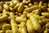 Freshly harvested Tasmanian potatoes