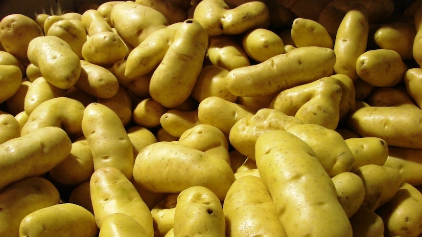 Freshly harvested Tasmanian potatoes