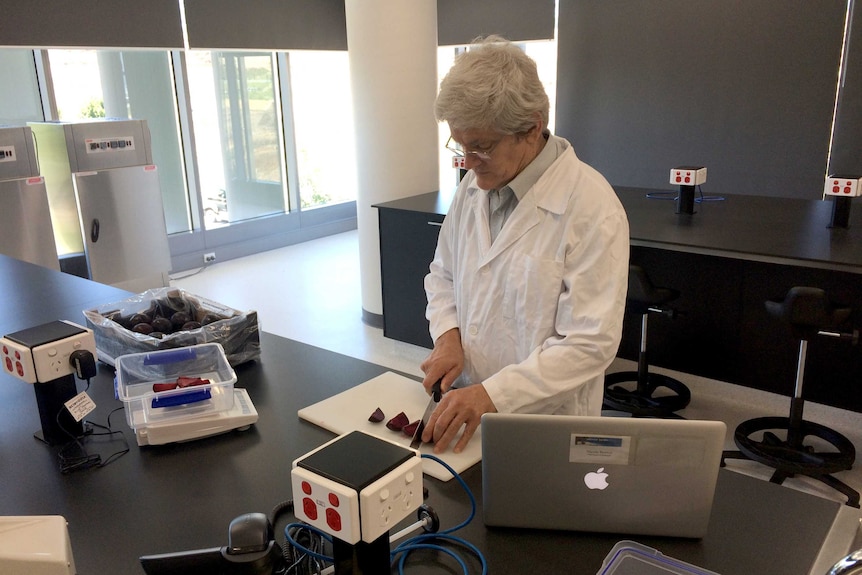 Professor Lindsay Brown cuts up a Queen Garnet plum.