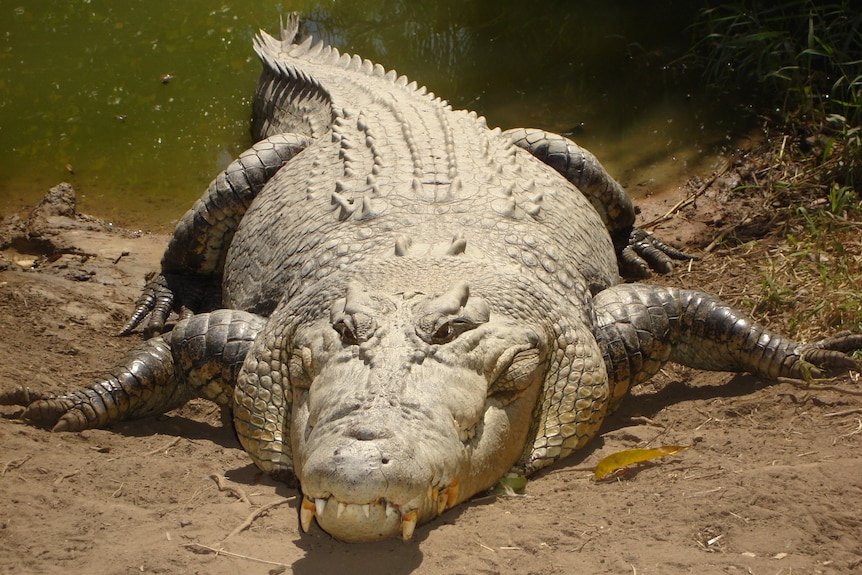 Saltwater crocodile