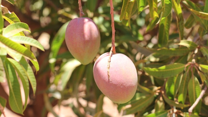 two mangoes ripening on a tree