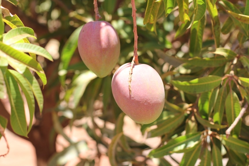 two mangoes ripening on a tree