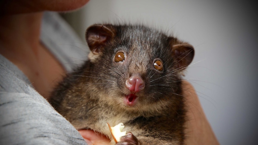 A critically endangered Western Ringtail possum