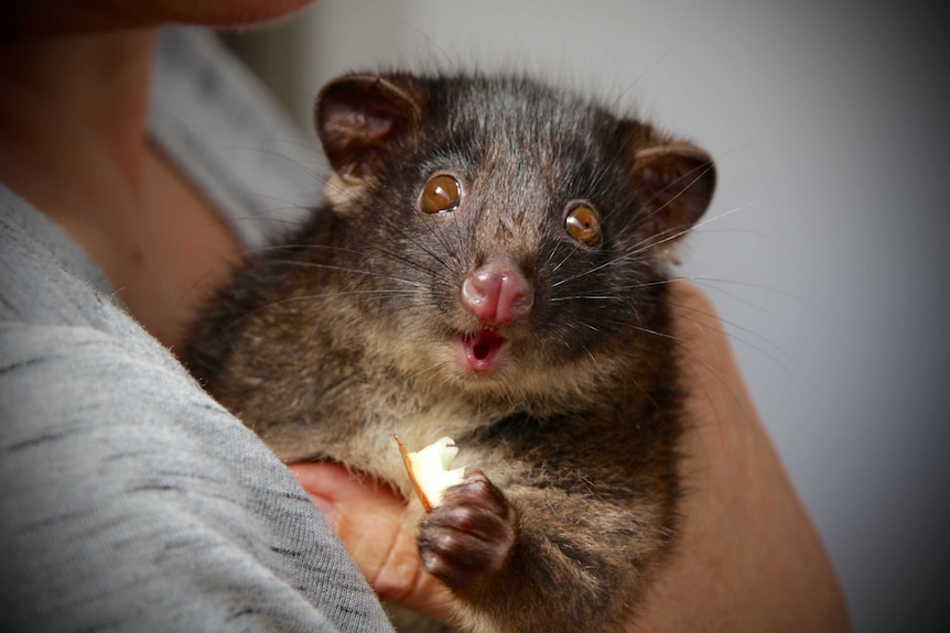 A critically endangered Western Ringtail possum