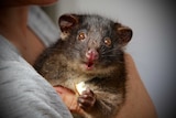 A critically endangered Western Ringtail possum