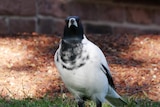 A largely white magpie stands on grass and looks at the camera.