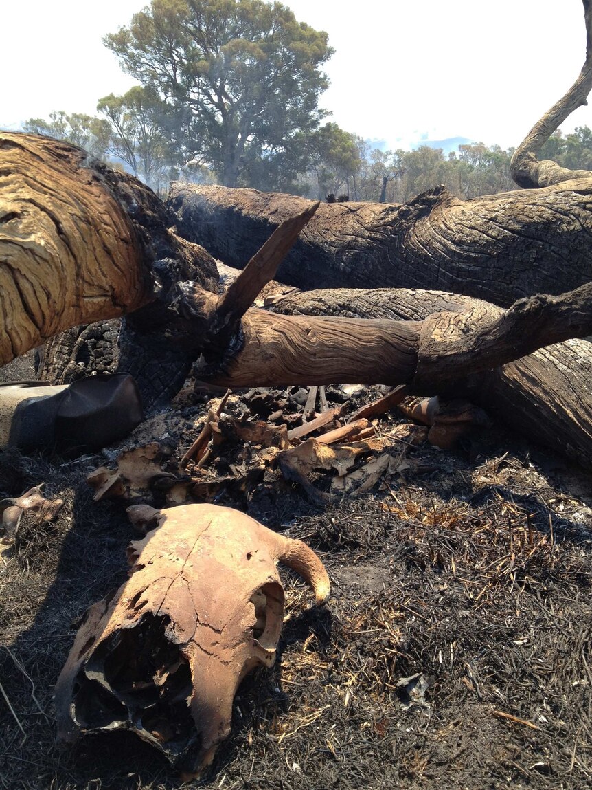 A cow was sheltering from the fire under this tree, when the tree collapsed and struck the cow.
