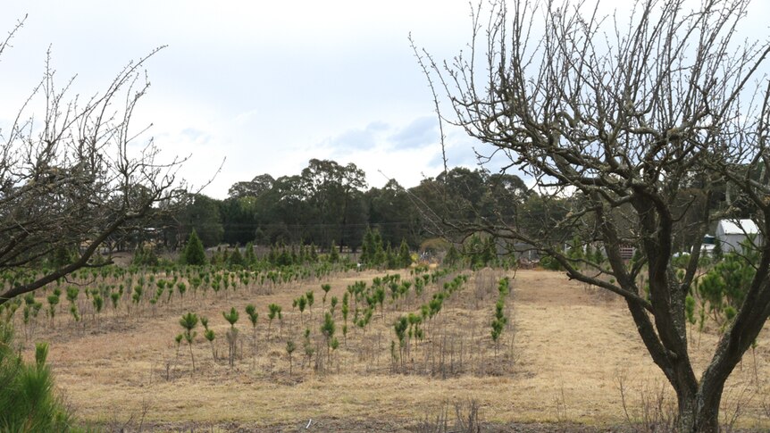 Growing trees require lots of water to retain the smell, height and width we all love