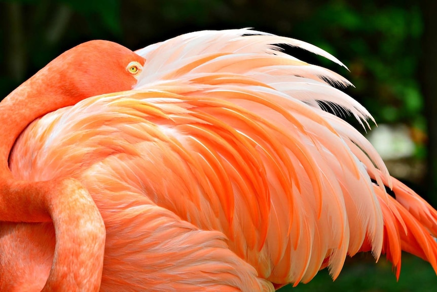 A flamingo.