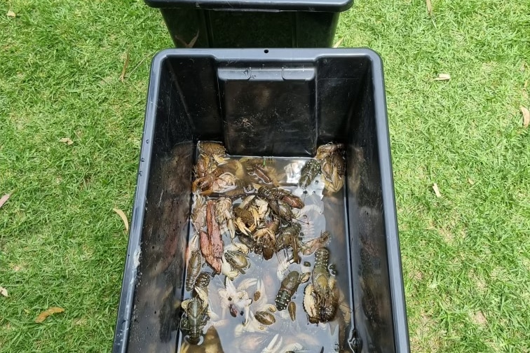 A black bucket full of murray crayfish in water.