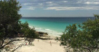 Trees clear to a sunny beach.