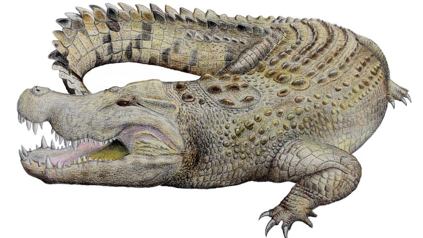 a detailed drawing of a crocodile different shades of green, grey and dark brown