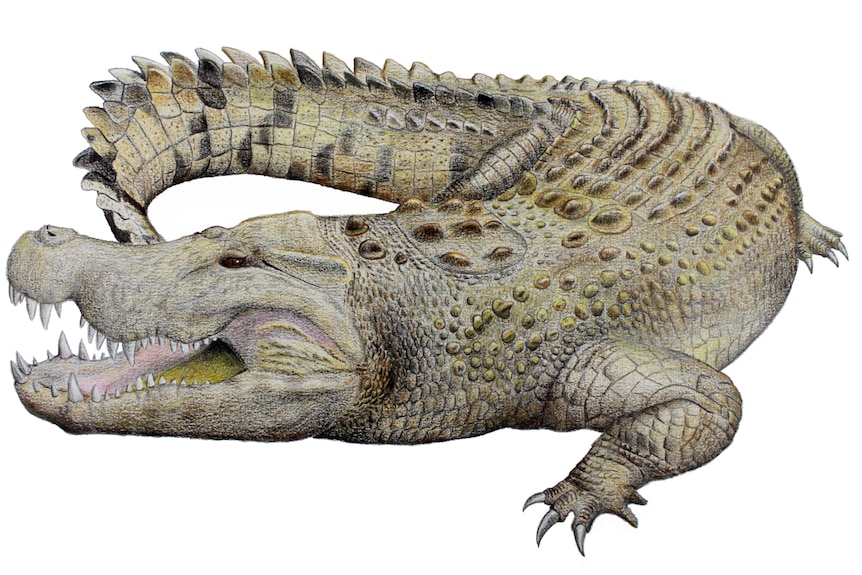 a detailed drawing of a crocodile different shades of green, grey and dark brown