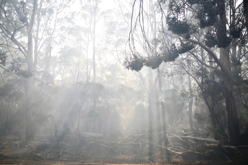 Smoke rises from a burnt out forest 