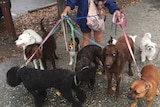 Trainer Nikki Logan walks 10 dogs on leads along Palm Beach.