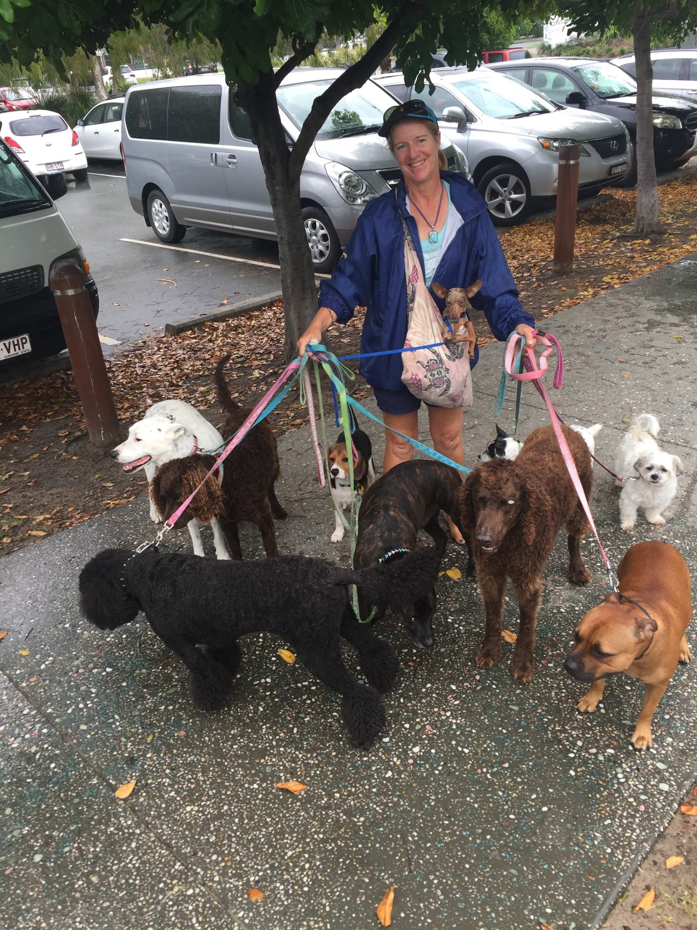 Trainer Nikki Logan walks 10 dogs on leads along Palm Beach.