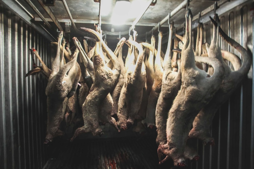 Dead kangaroos hang inside a refrigerated container