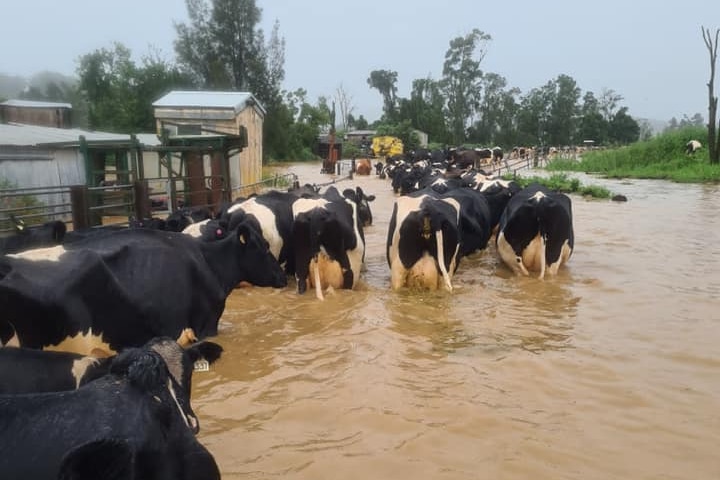 Dairy cows walking through brown floodwater next to dairy