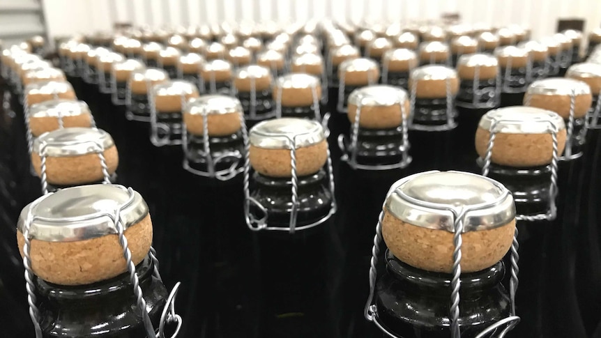 Rows of capped sparkling wine
