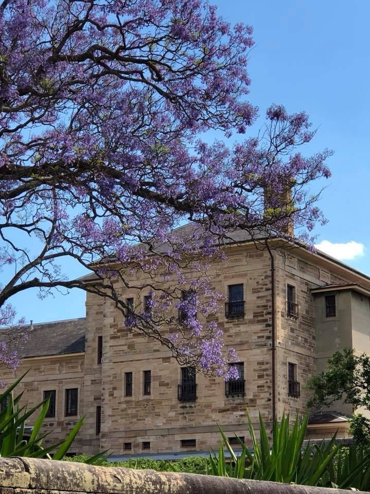 Jacaranda tree in Callan Park, Rozelle