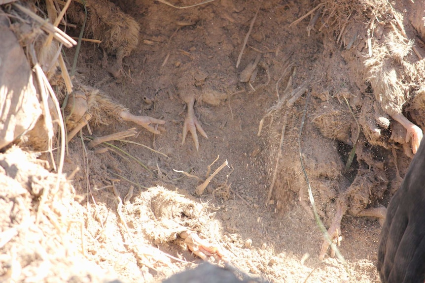 Chicken feet sticking out of the dirt.