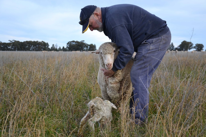 Ken Keith tends to a sheep and its lamb.